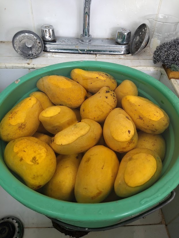 Mango
