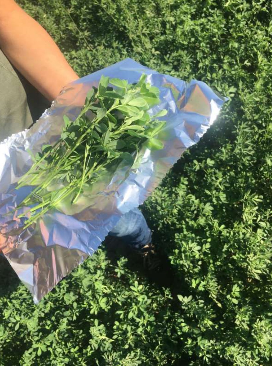Alfalfa