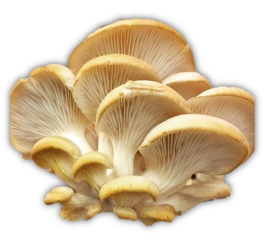 Pan