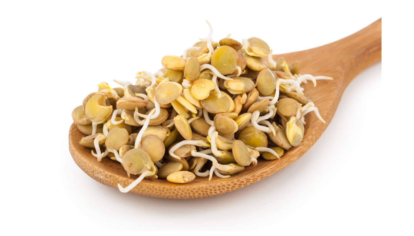 Señal Fisioeléctrica de semillas Lens culinaris en germinación con sustrato de hidrogel y agujas hipodérmicas como electrodos